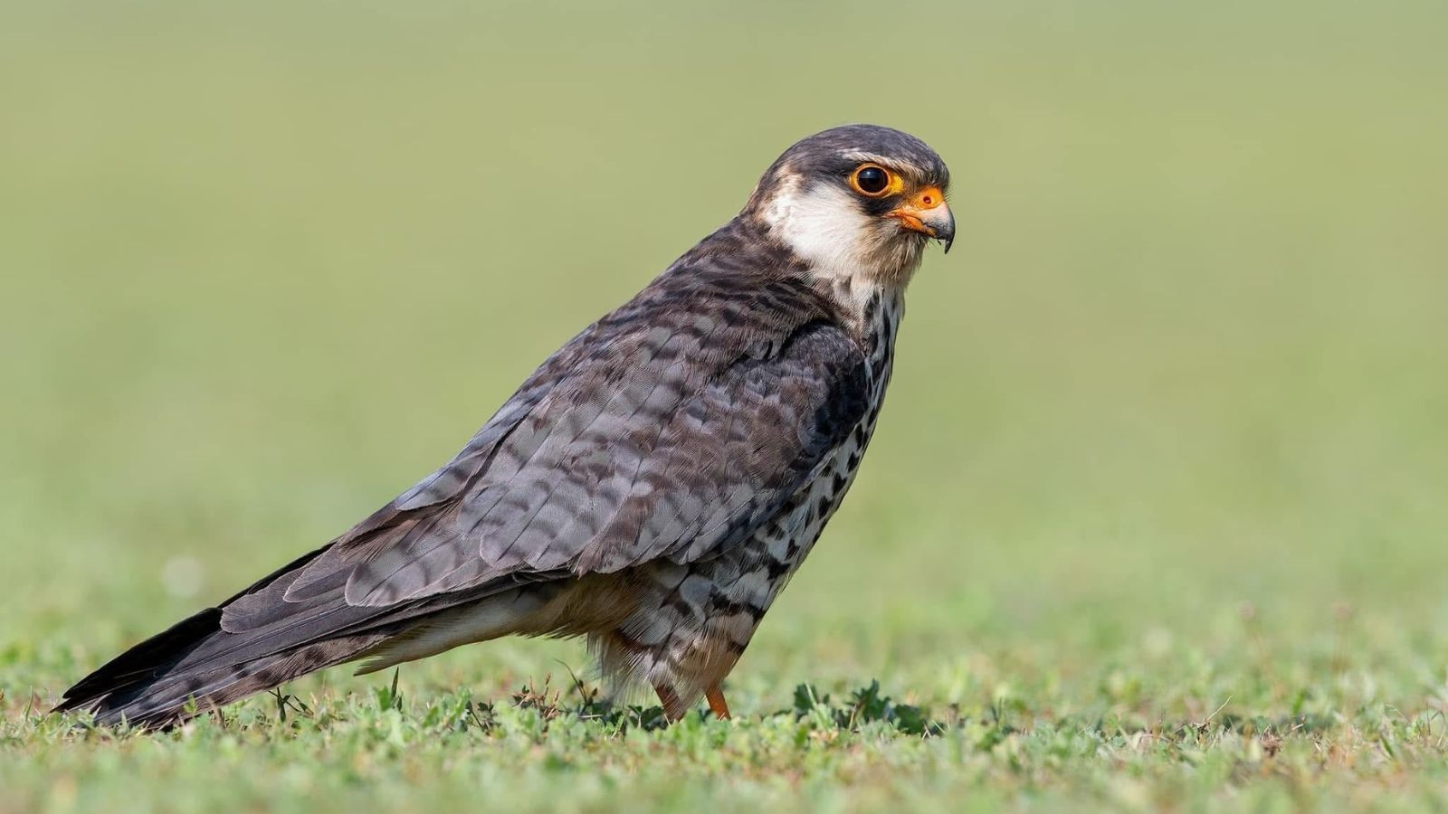 250-strong team, 40 locations, 1600-km coastline: This weekend, unique exercise in Gujarat to document Amur Falcon's migration