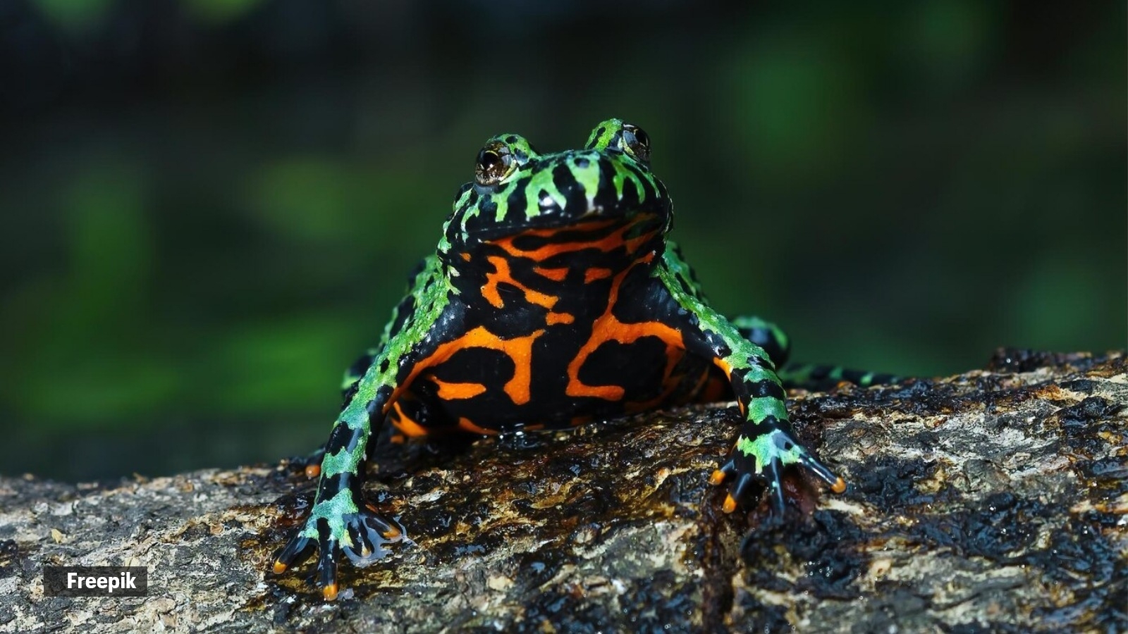 5 animals that fake their deaths