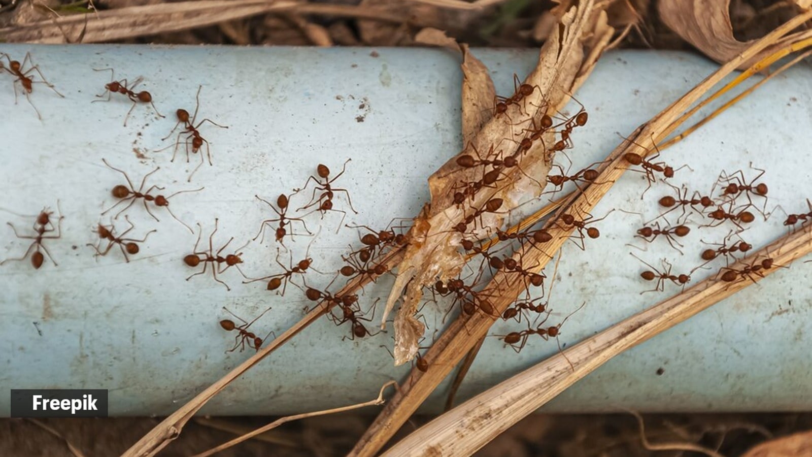 ‘The secret lies in their…': You'll be surprised to know how much weight ants can lift