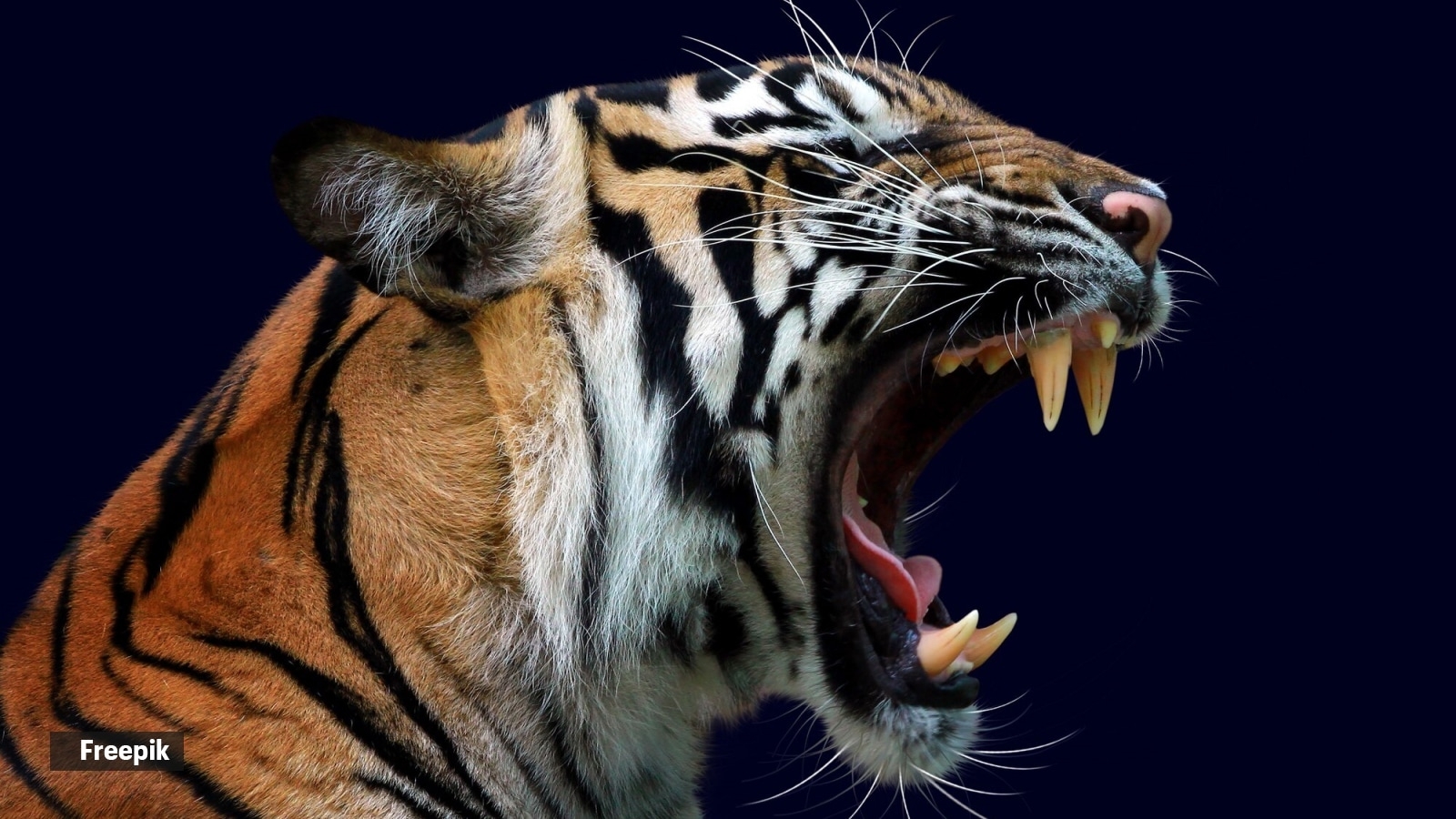 Top 5 animals with the most powerful bites in the animal kingdom