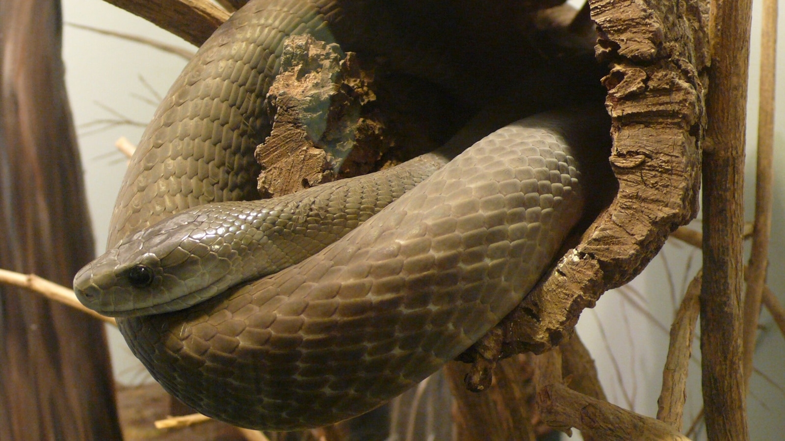 King cobra vs black mamba: Find out which is more lethal