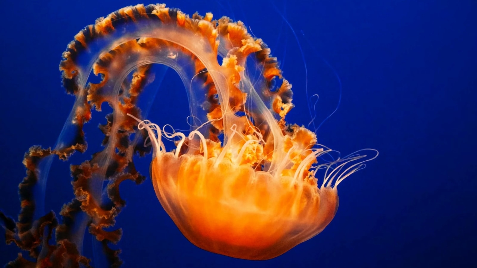 6 fascinating creatures that do not have a brain
