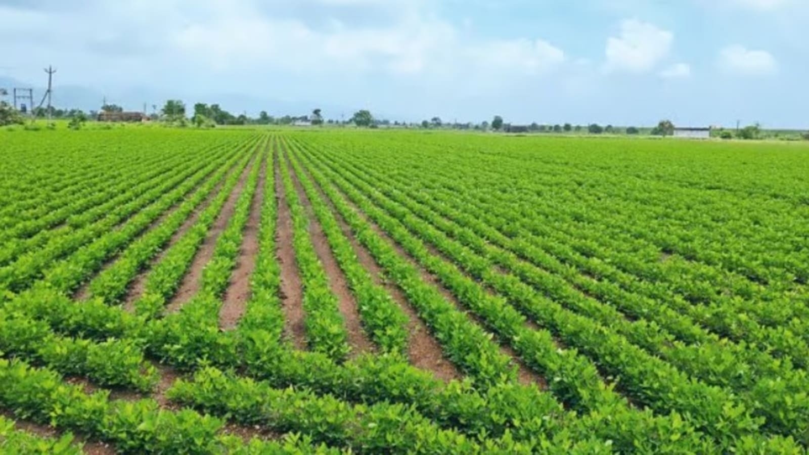 Reviving ‘white gold': how regenerative cotton farming can be a gamechanger in North India