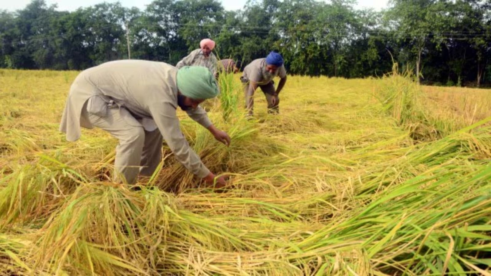 HC questions Punjab dept's statutory authority to ban hybrid paddy seeds