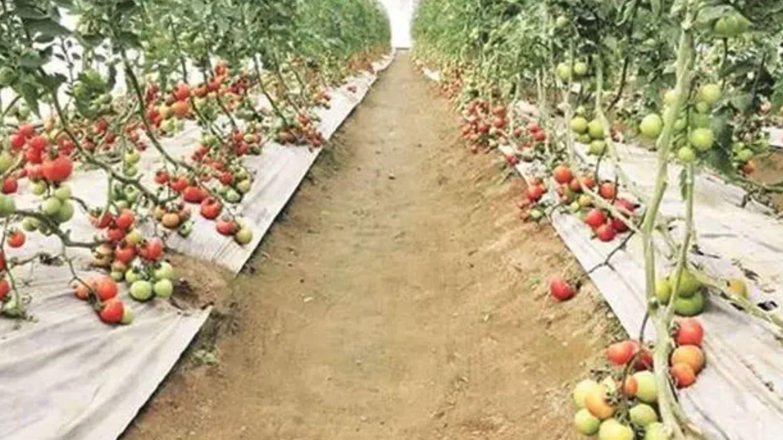 2 schemes, 2 yrs and counting: How Punjab forgot to start crop diversification projects it announced