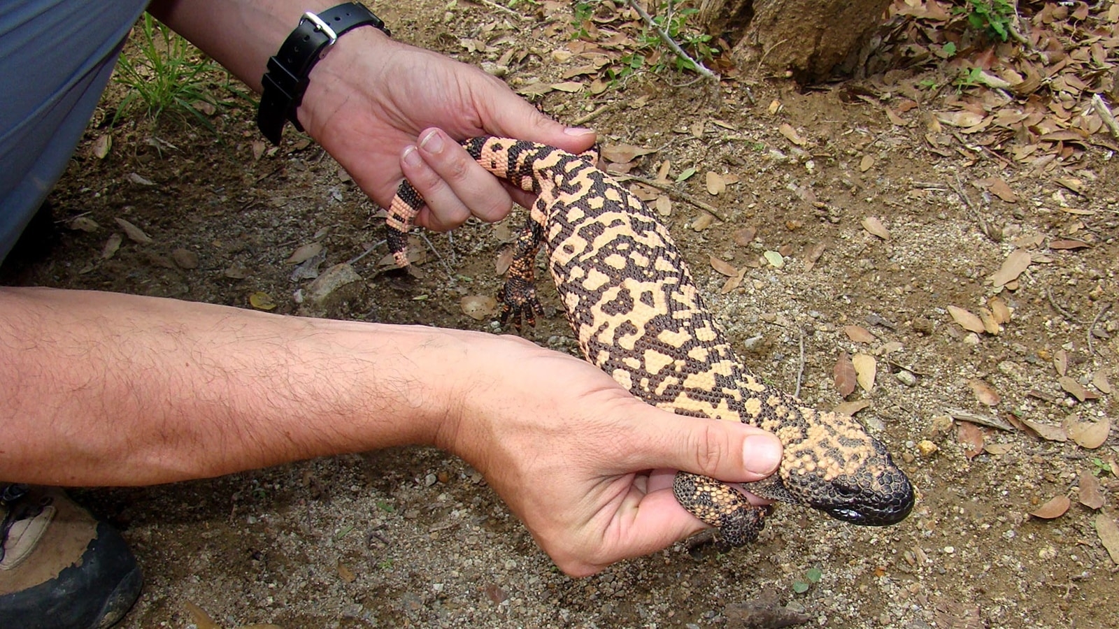 These lizards can bite you– one of them even killed a man with its venom