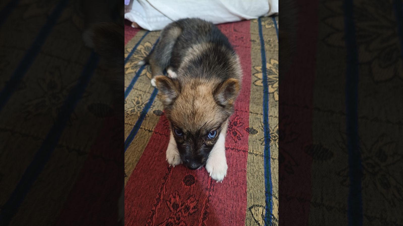 Delhi man kills neighbour's Husky pup by flinging from staircase of apartment