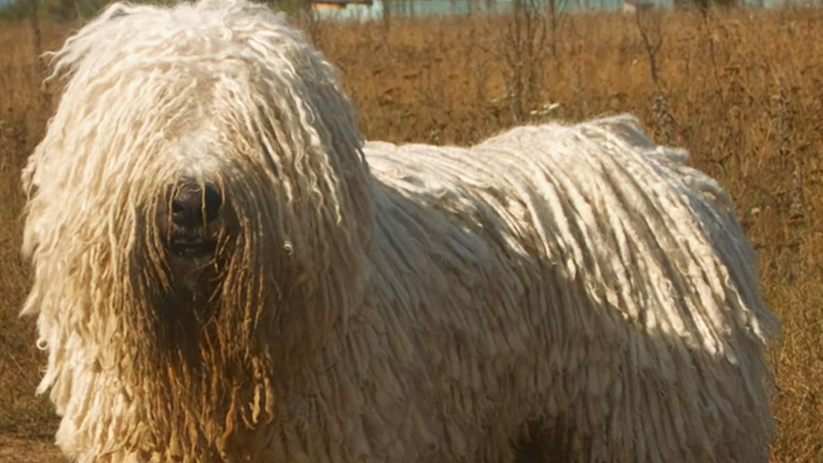 Meet the dog breed that has hair resembling dreadlocks