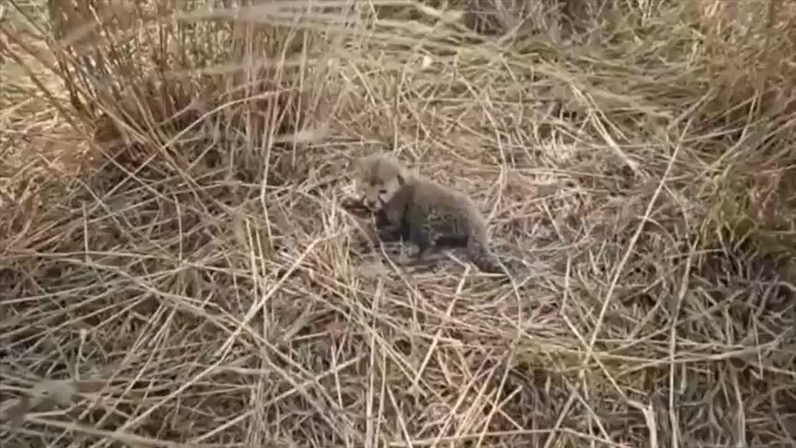Kuno gets 5 new cheetah cubs — and crucial mixing of South African, Namibian lineages