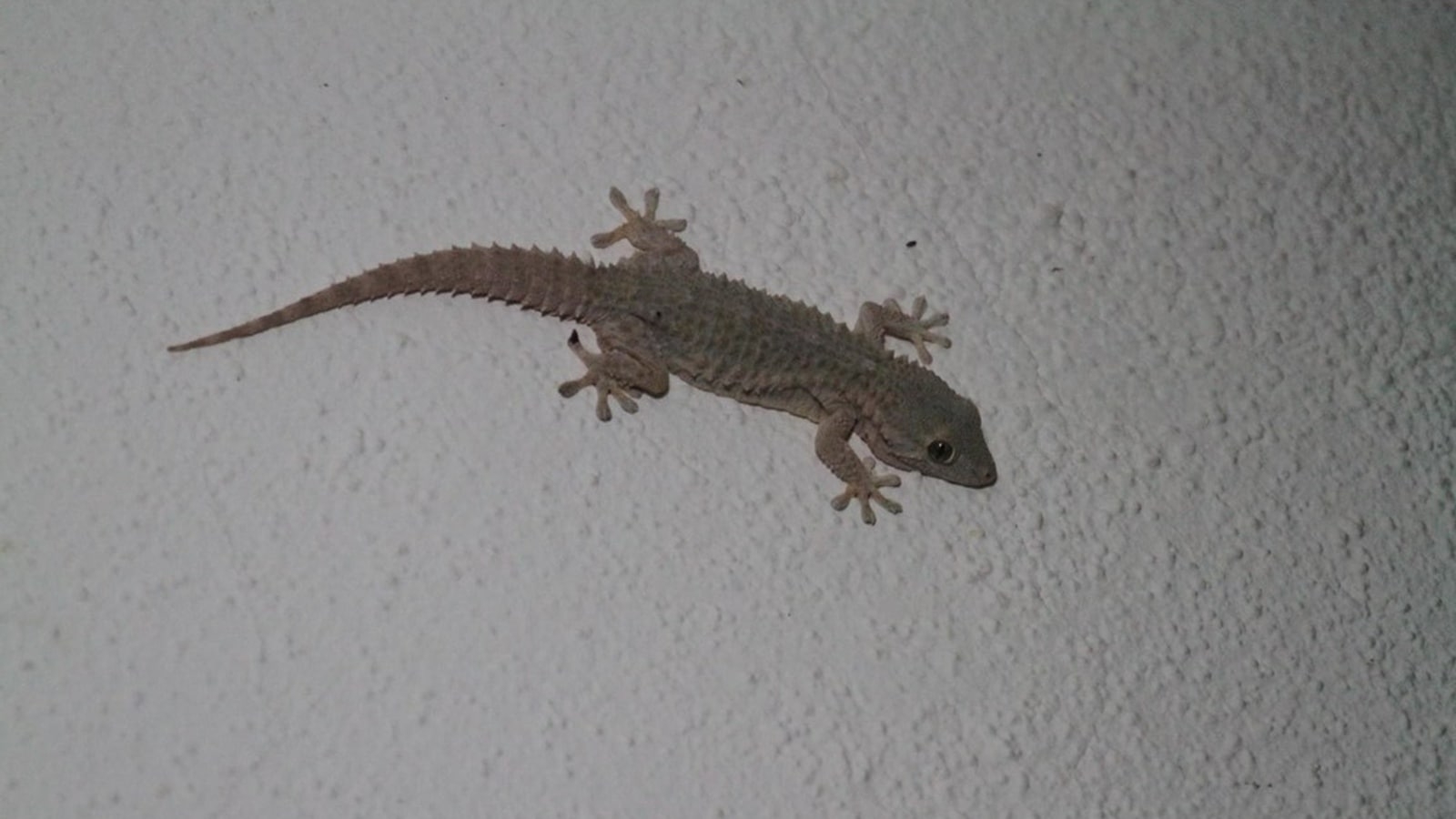 If a lizard bites you, don't panic. Do this