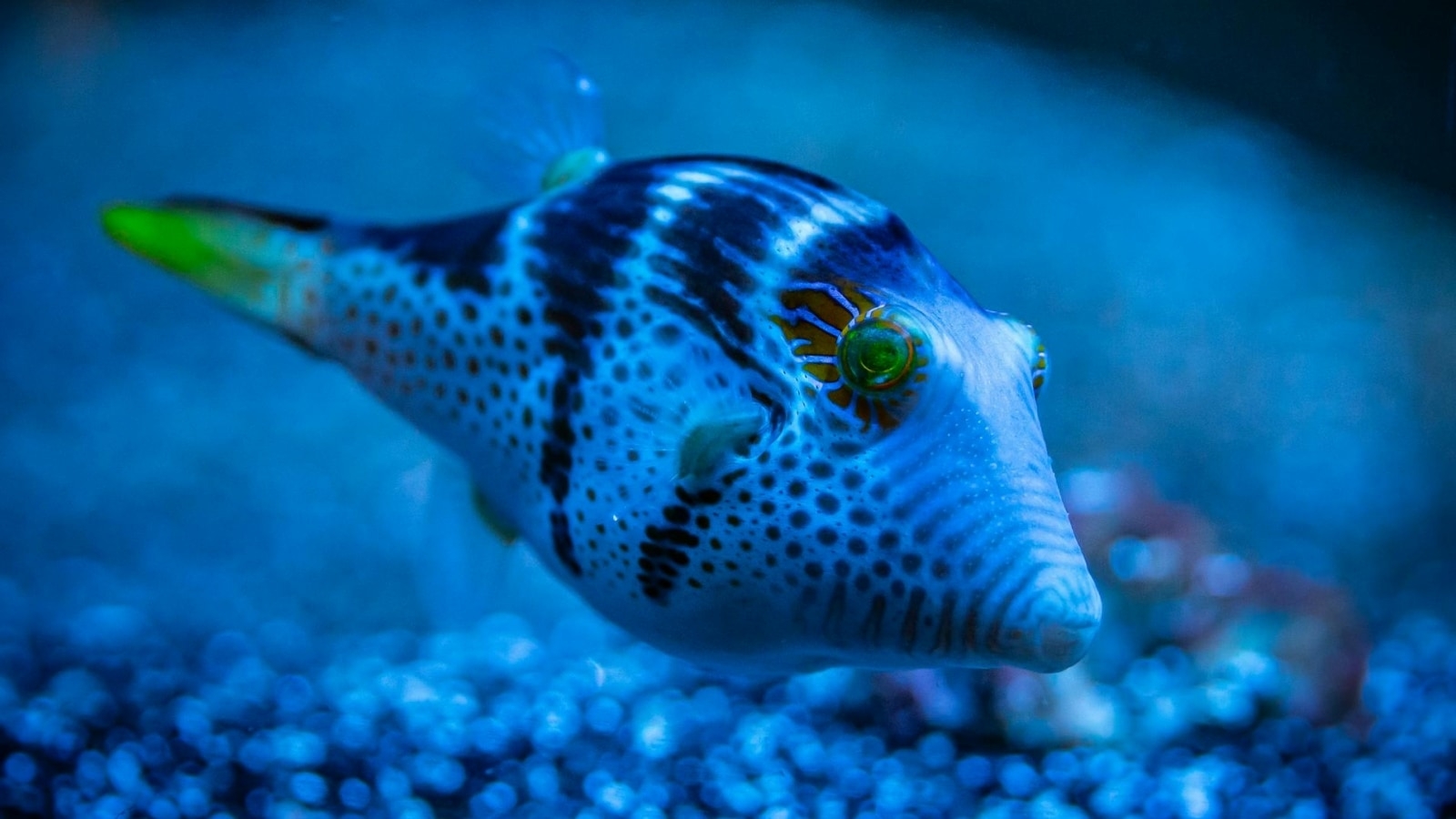 5 longest living animals on earth (Some are almost immortal!)