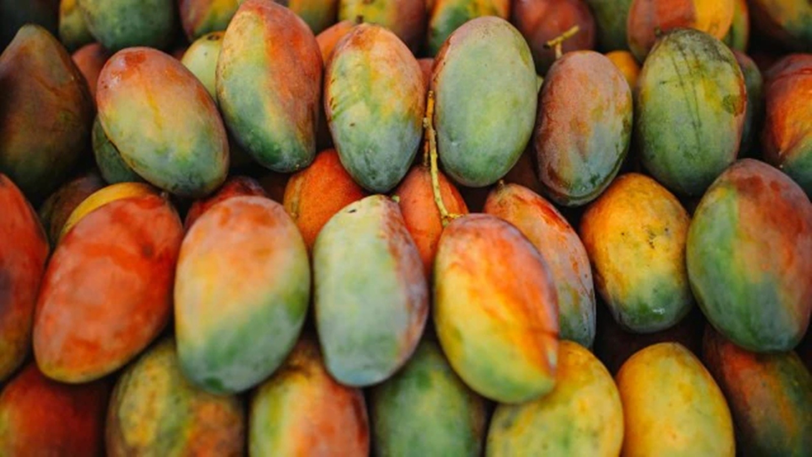 Gujarat's mango produce faced a loss of up to 35% due to unseasonal rain