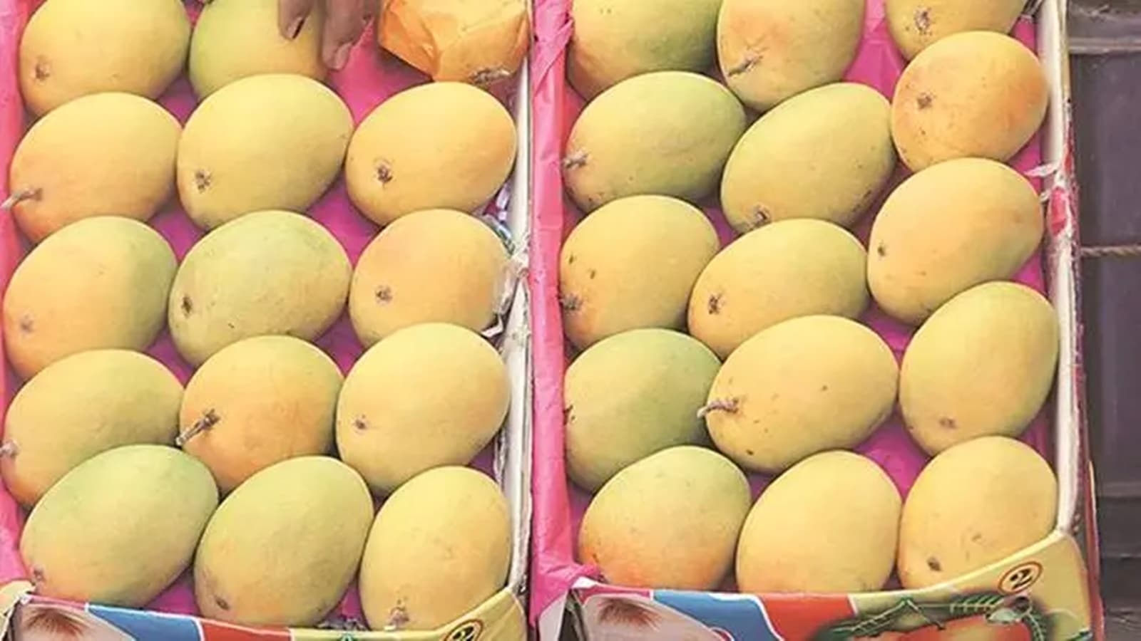 Karnataka mango corporation begins online sale of 12 varieties of mangoes available in state