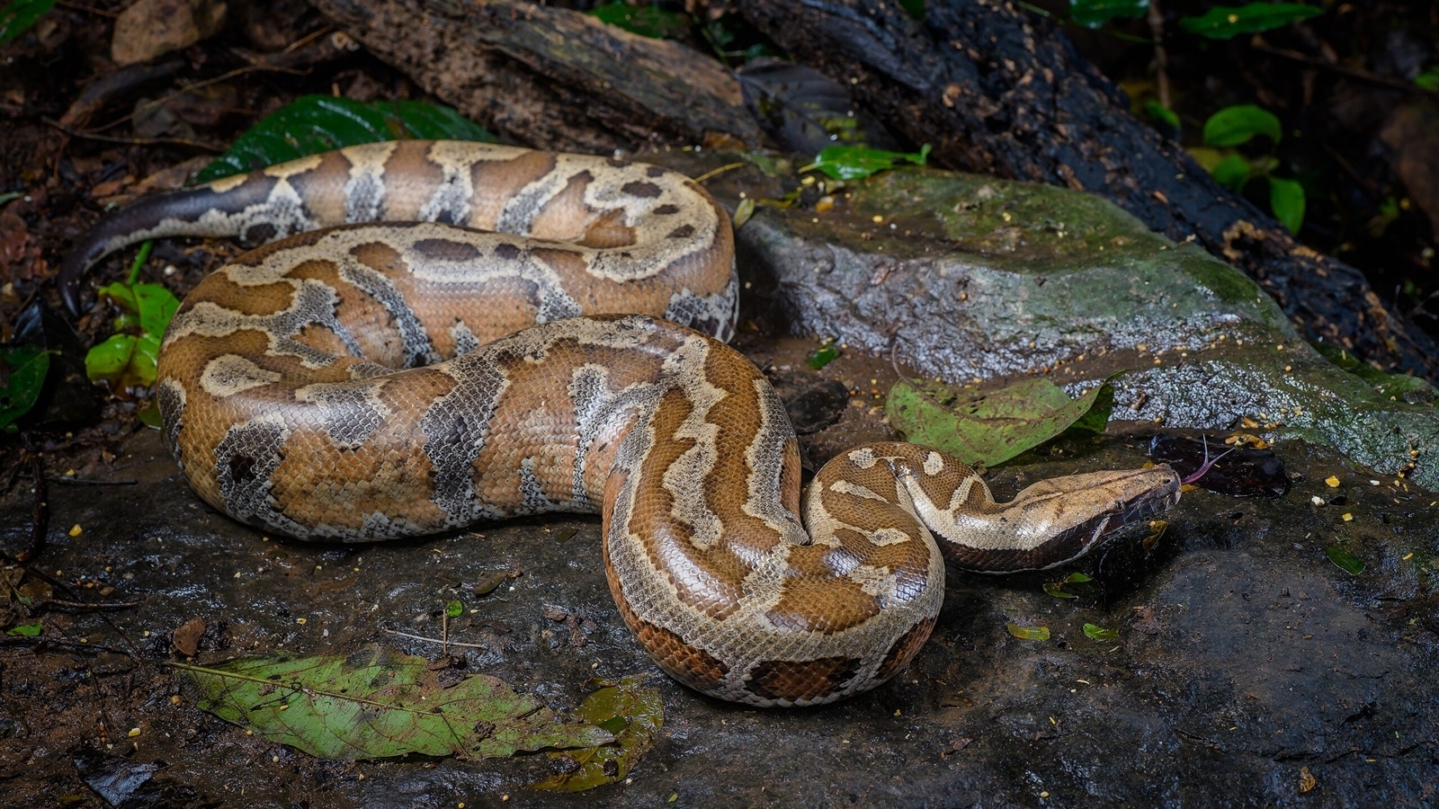 King cobra vs python: Here's who really rules the wild