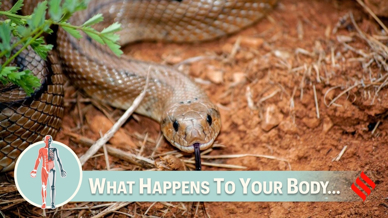 This is what happens to the body if a venomous snake bites you