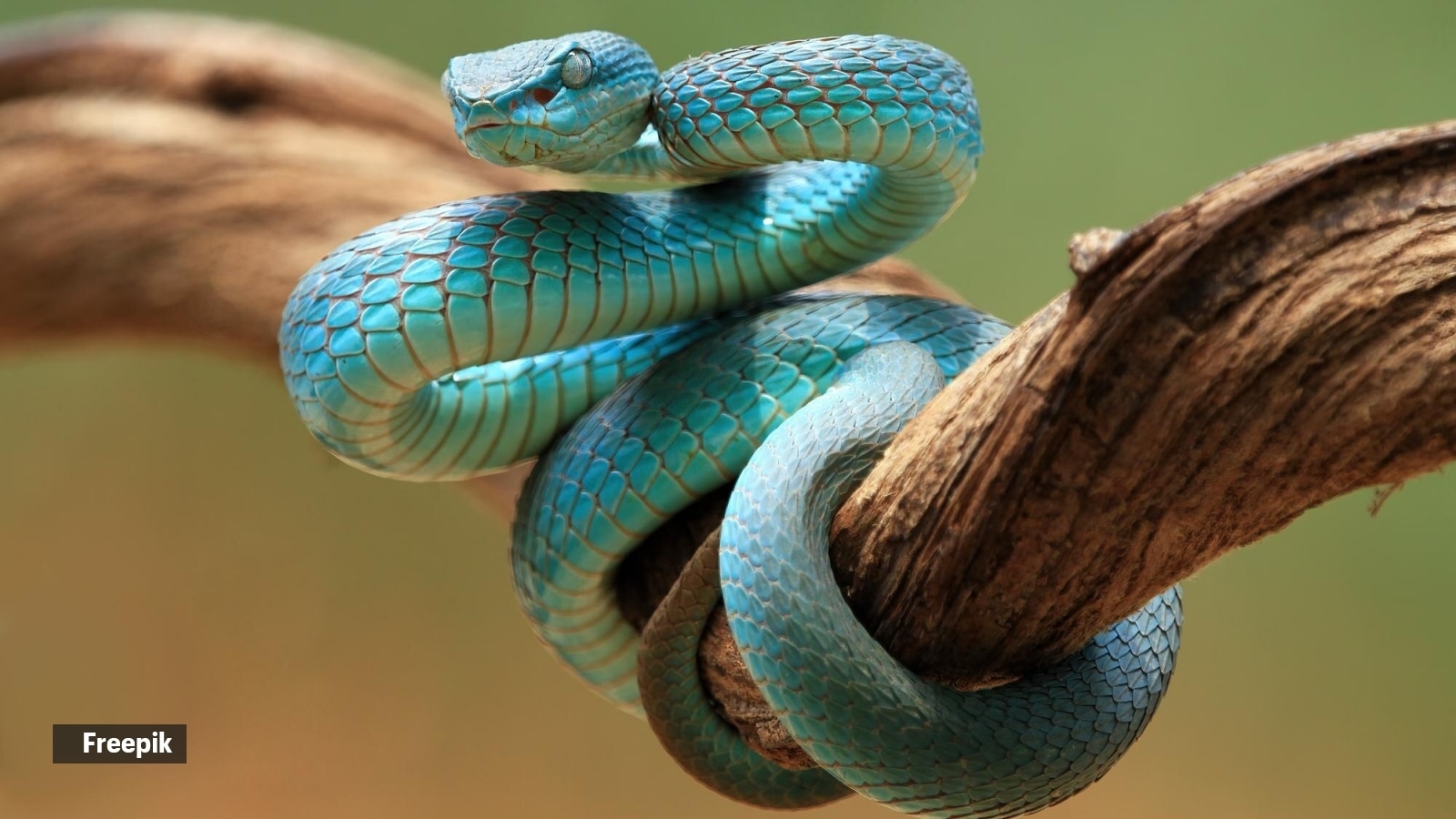 6 of the world's most venomous snakes that could easily kill you