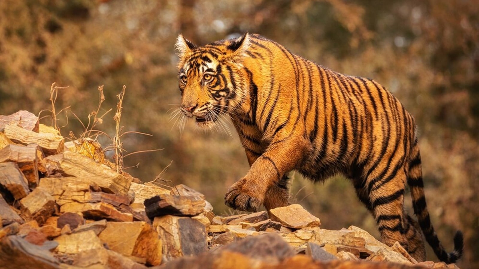5 special big cats found only in India