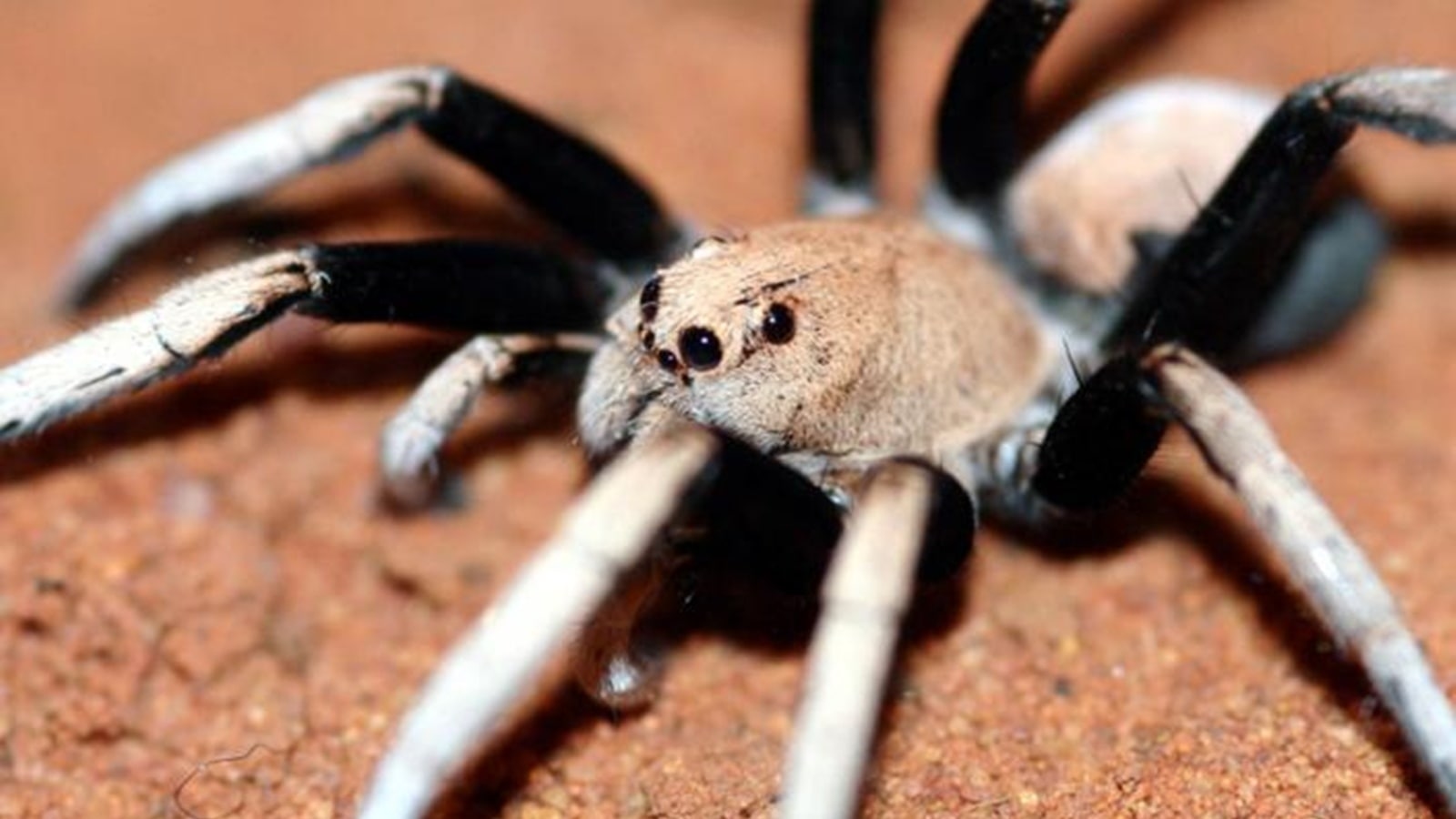 Wolf spiders are already a force of nature but Australia takes it a step further with their two-toned ones