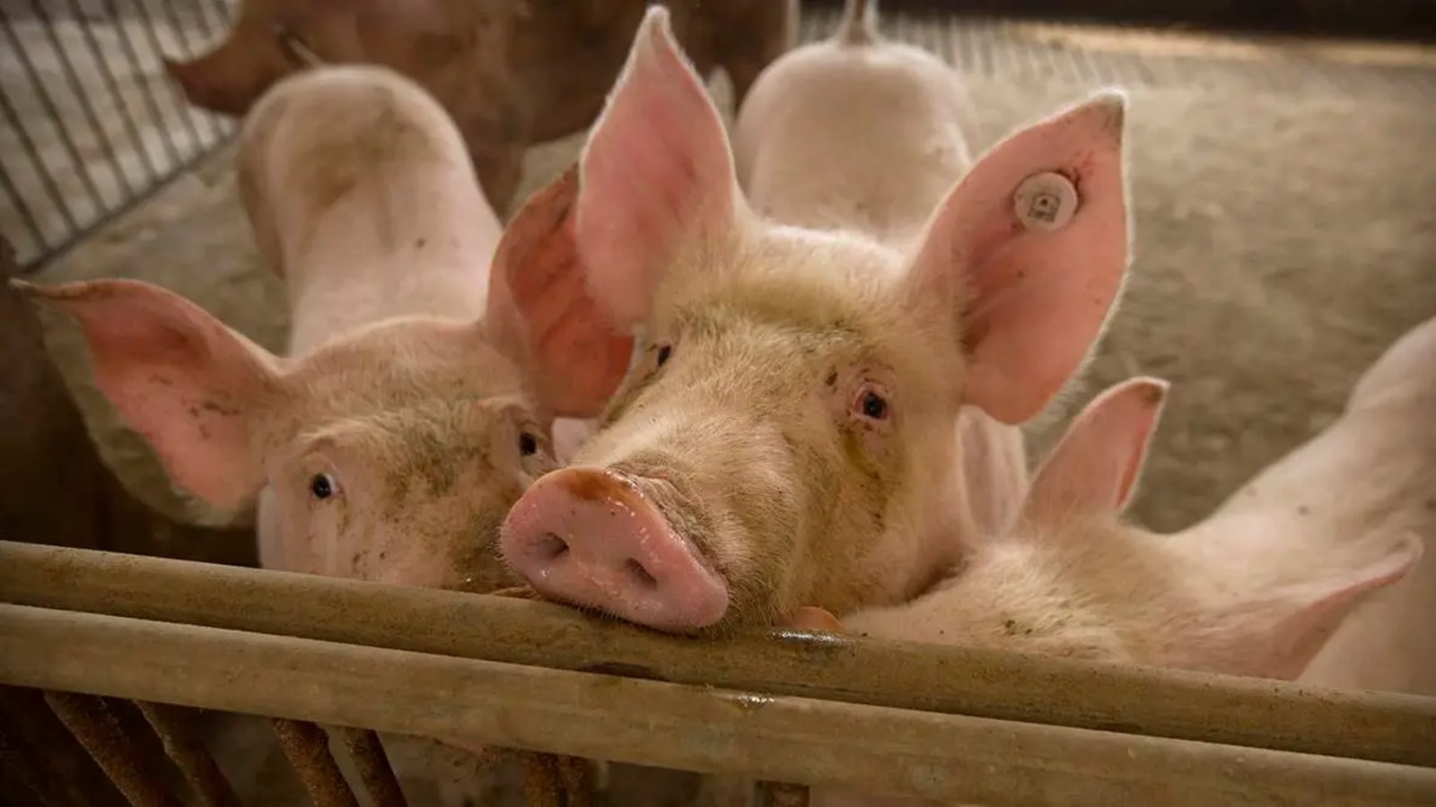 African Swine Fever outbreak in Mizoram: Over 3,000 pigs dead in 4 districts in last one month