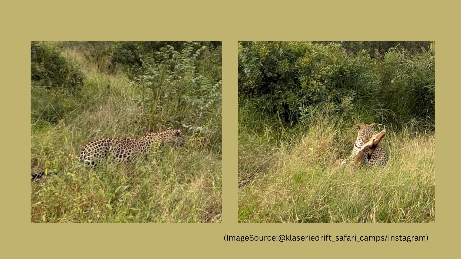 Watch: Leopard snatches impala in mid-air in South Africa