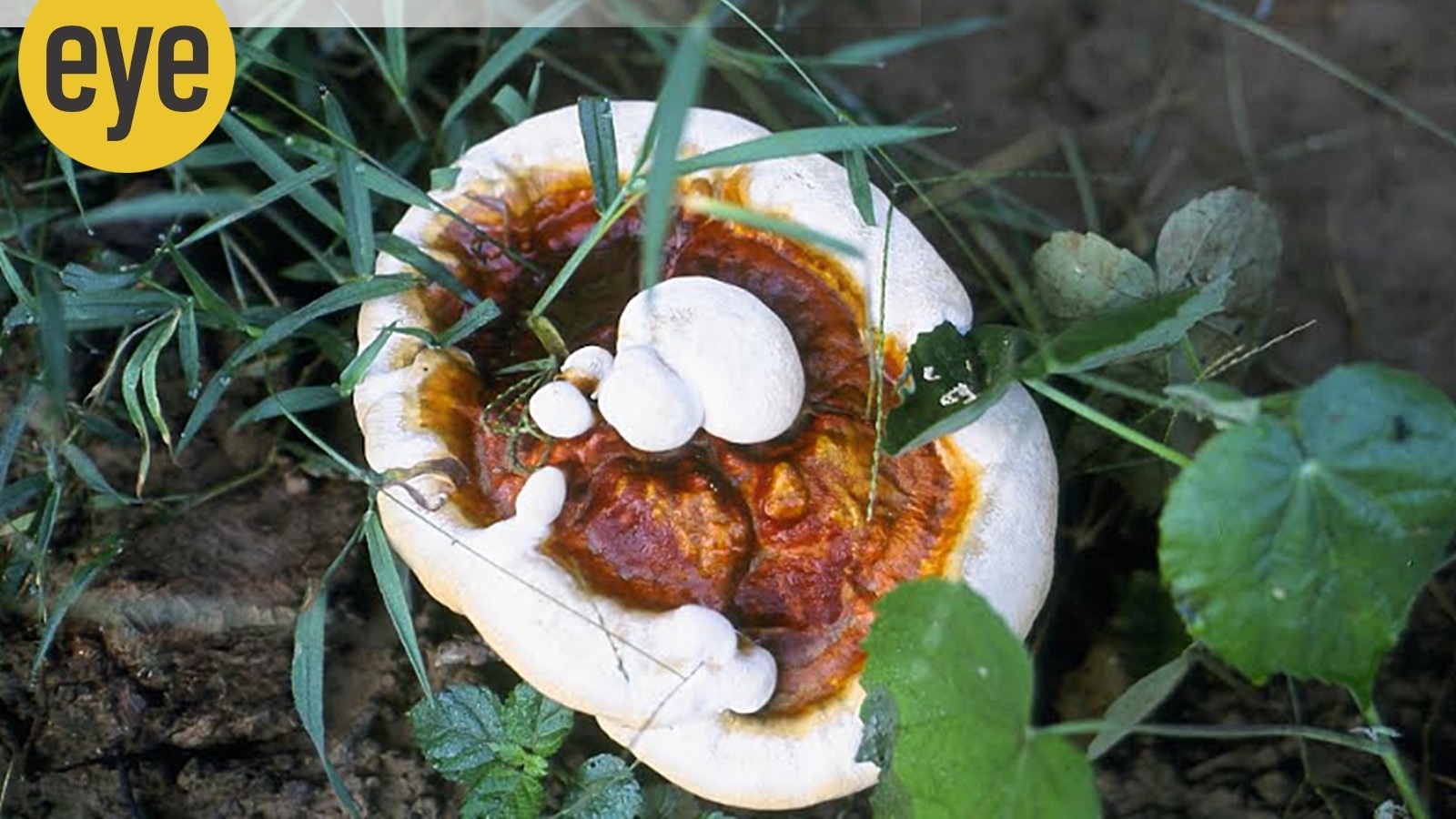 Why mushrooms have magical stories spinning around them