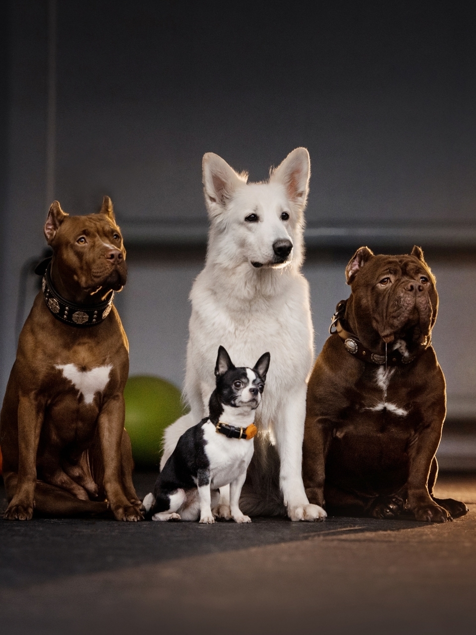 10 fascinating dog breeds and their unique histories
