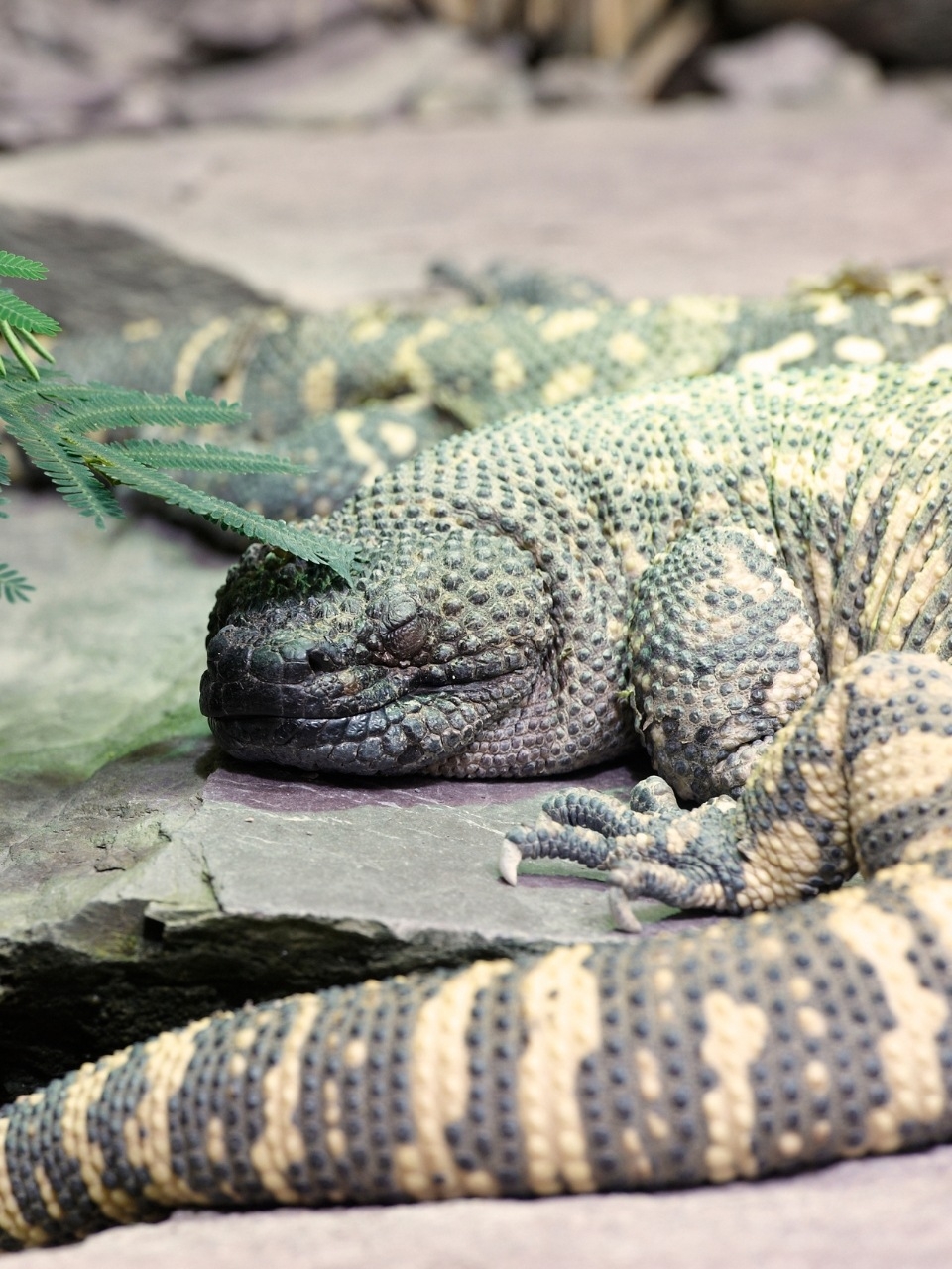 Venomous lizards: Nature's hidden danger
