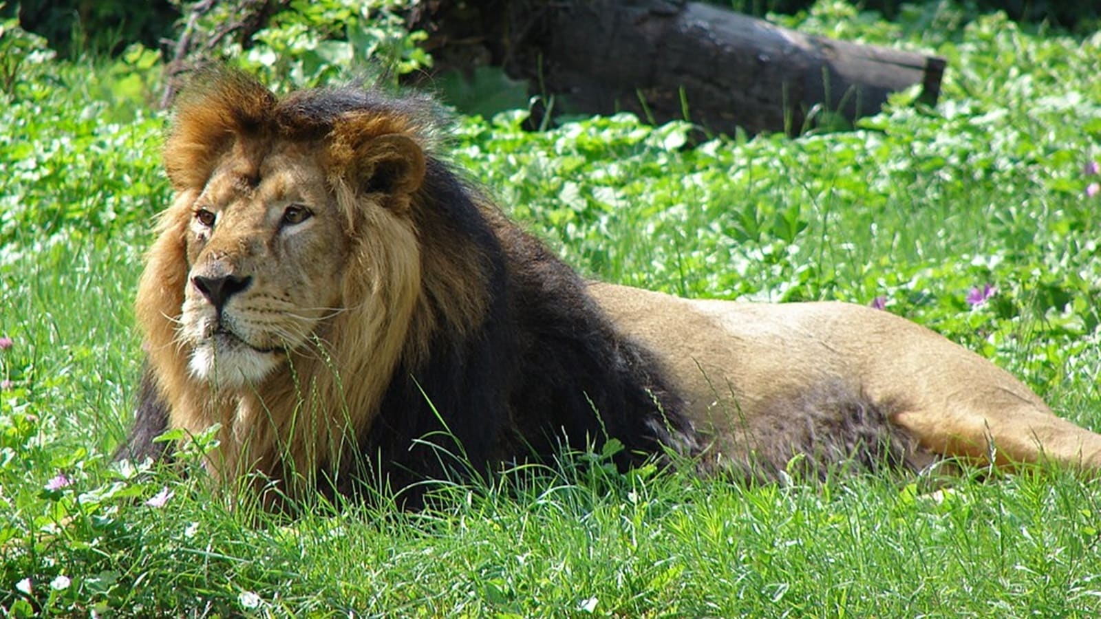 PM Modi lauds rise in Asiatic lion population in Gujarat