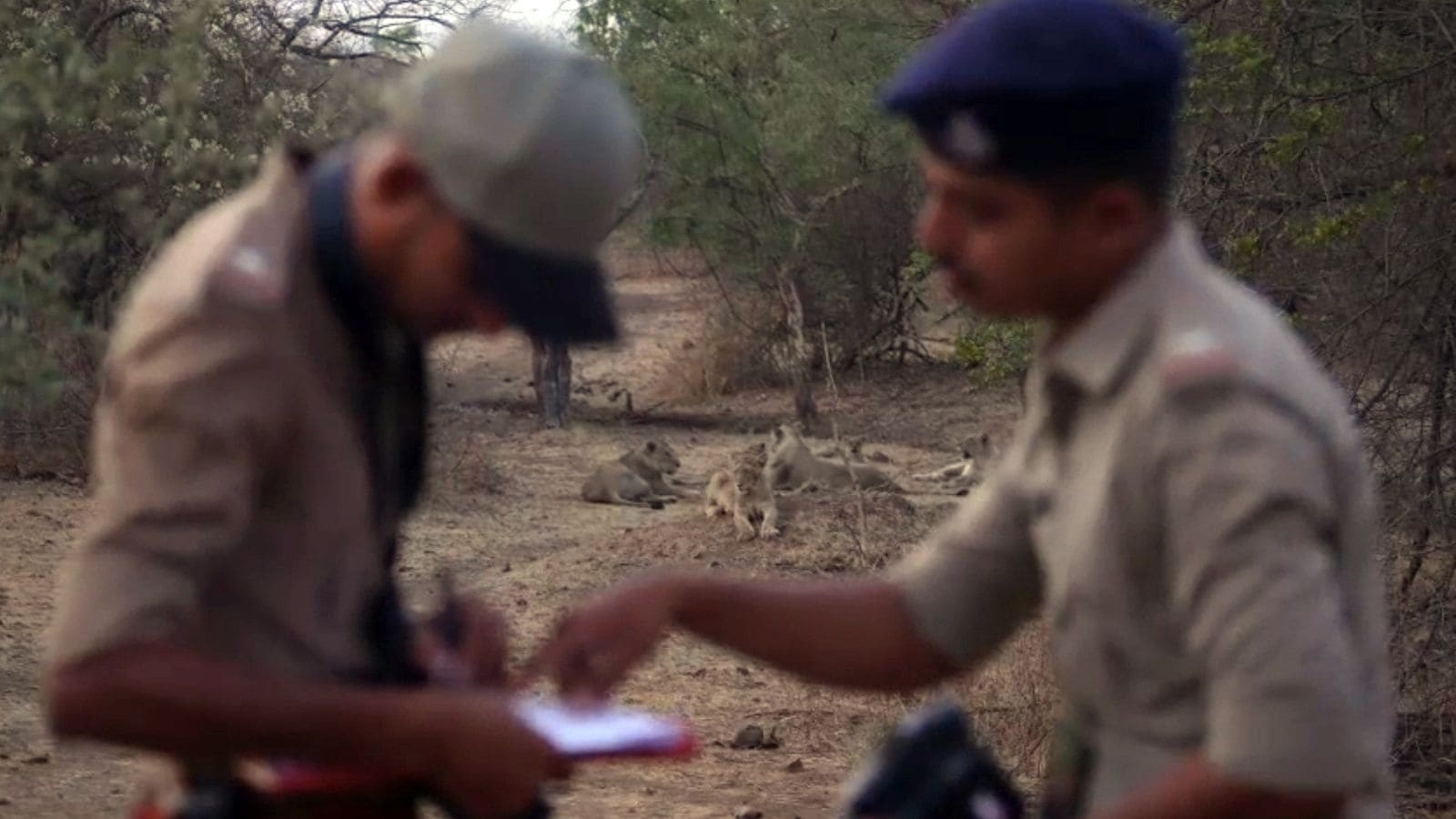 Gujarat Forest Department begins first phase of 16th Asiatic lions census