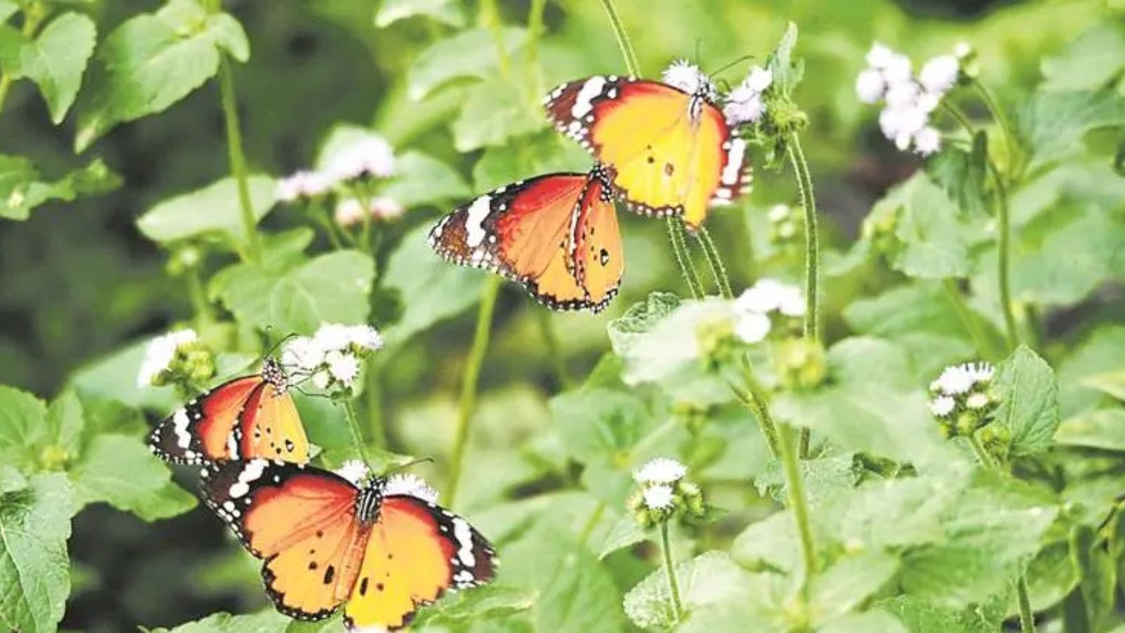 Kolkata's Alipore Zoo to offer open-air butterfly garden