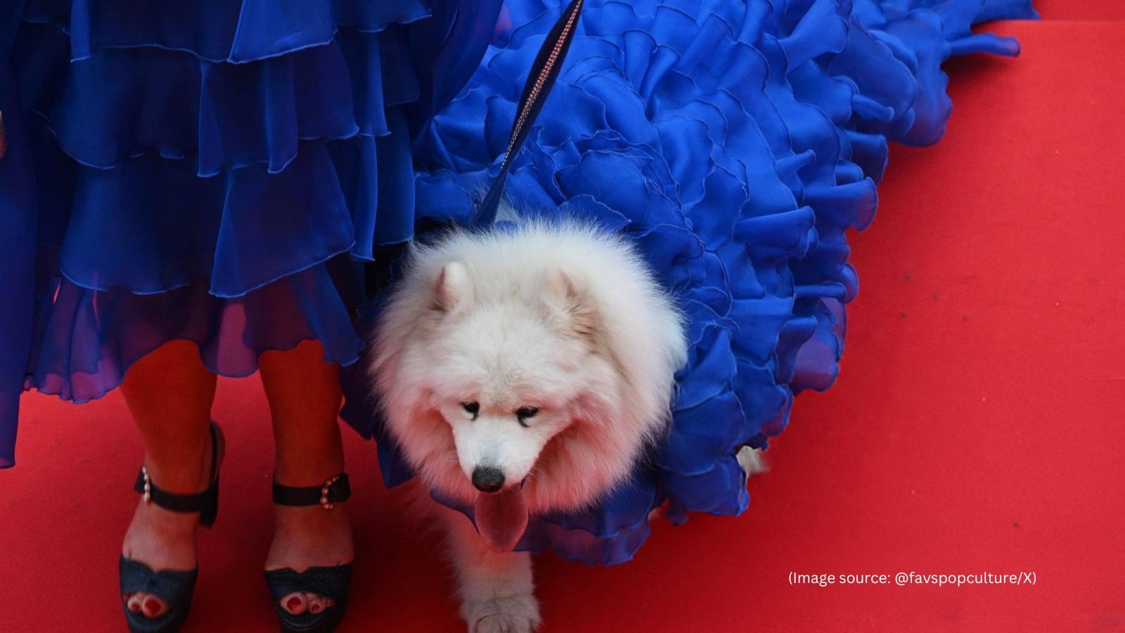 This dog walked the Cannes red carpet in her own ball gown, gets her own festival pass; know who she is