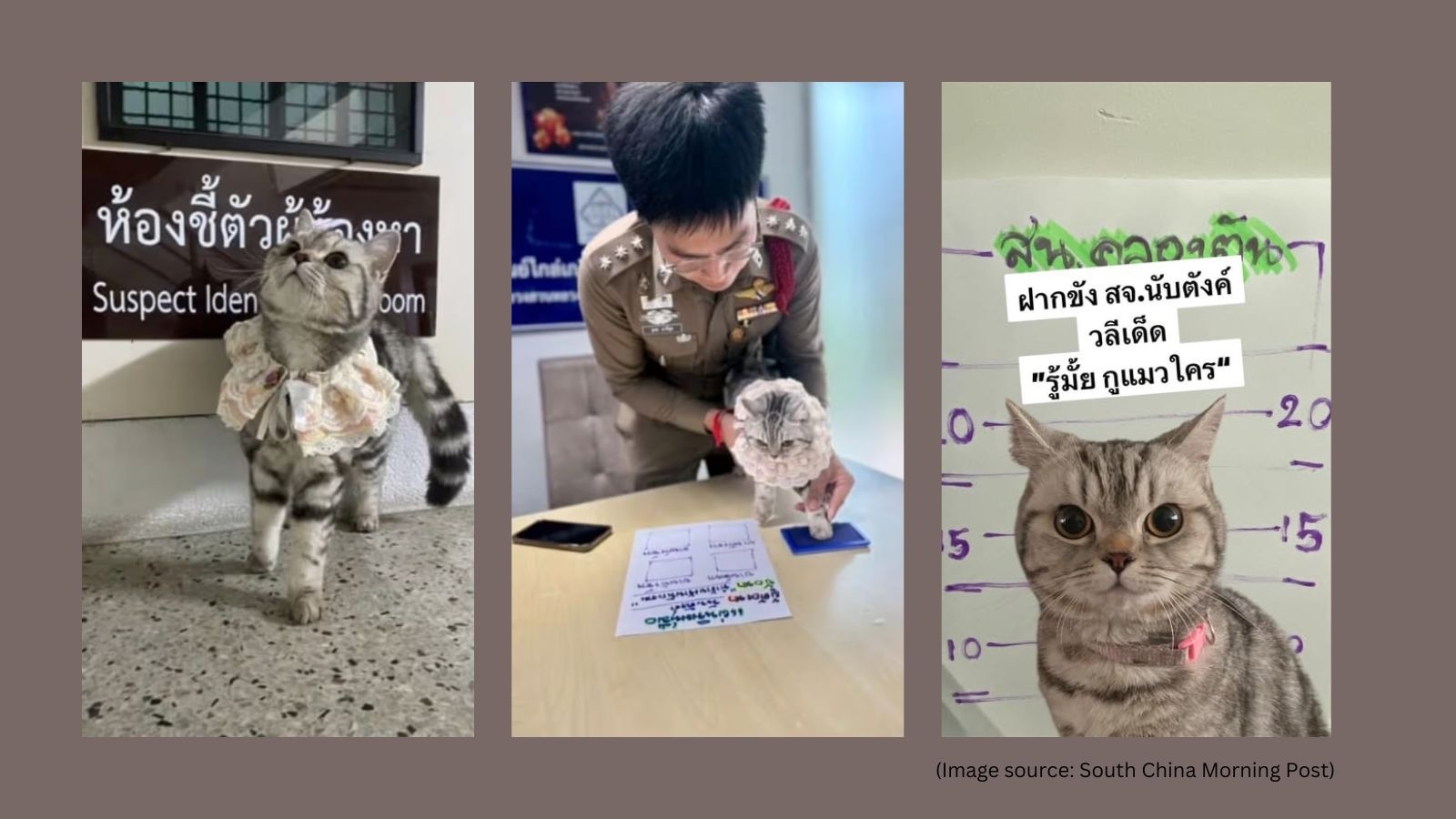 Feisty cat ‘arrested' for biting cops in Thailand; its mugshot pose goes viral: ‘She is living her best life'