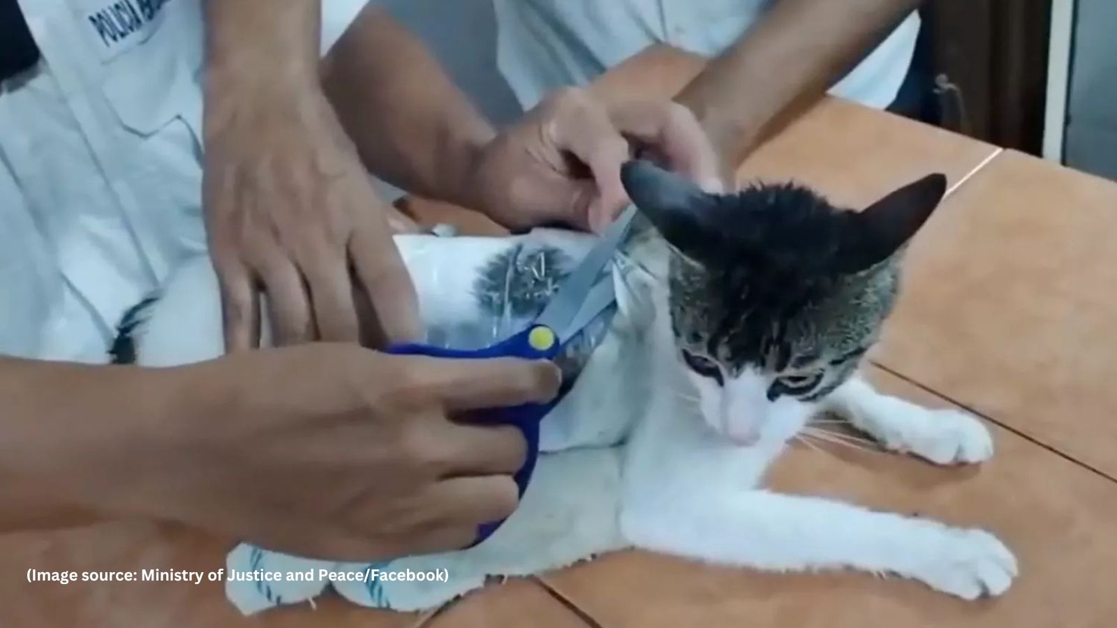 ‘Stop abusing animals': Cat nabbed smuggling drugs into Costa Rica prison, video goes viral
