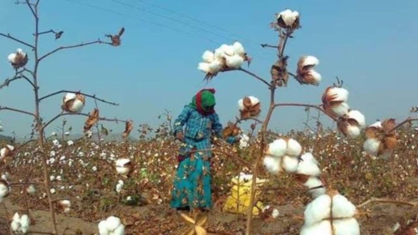 Area under cotton cultivation up by 15% in Punjab, but long-term decline continues