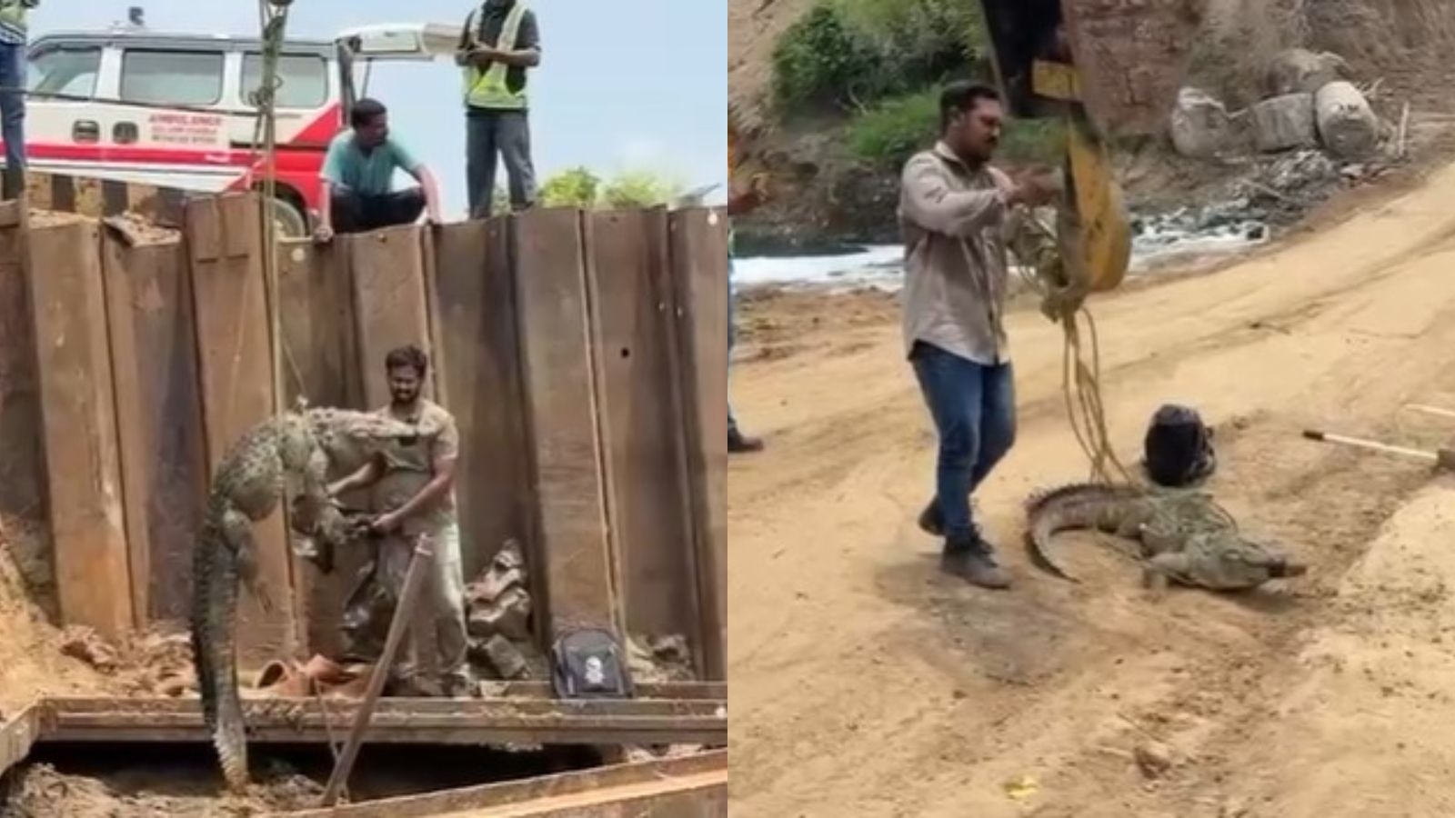 Trapped crocodile rescued from the site of the Mumbai-Ahmedabad bullet train project