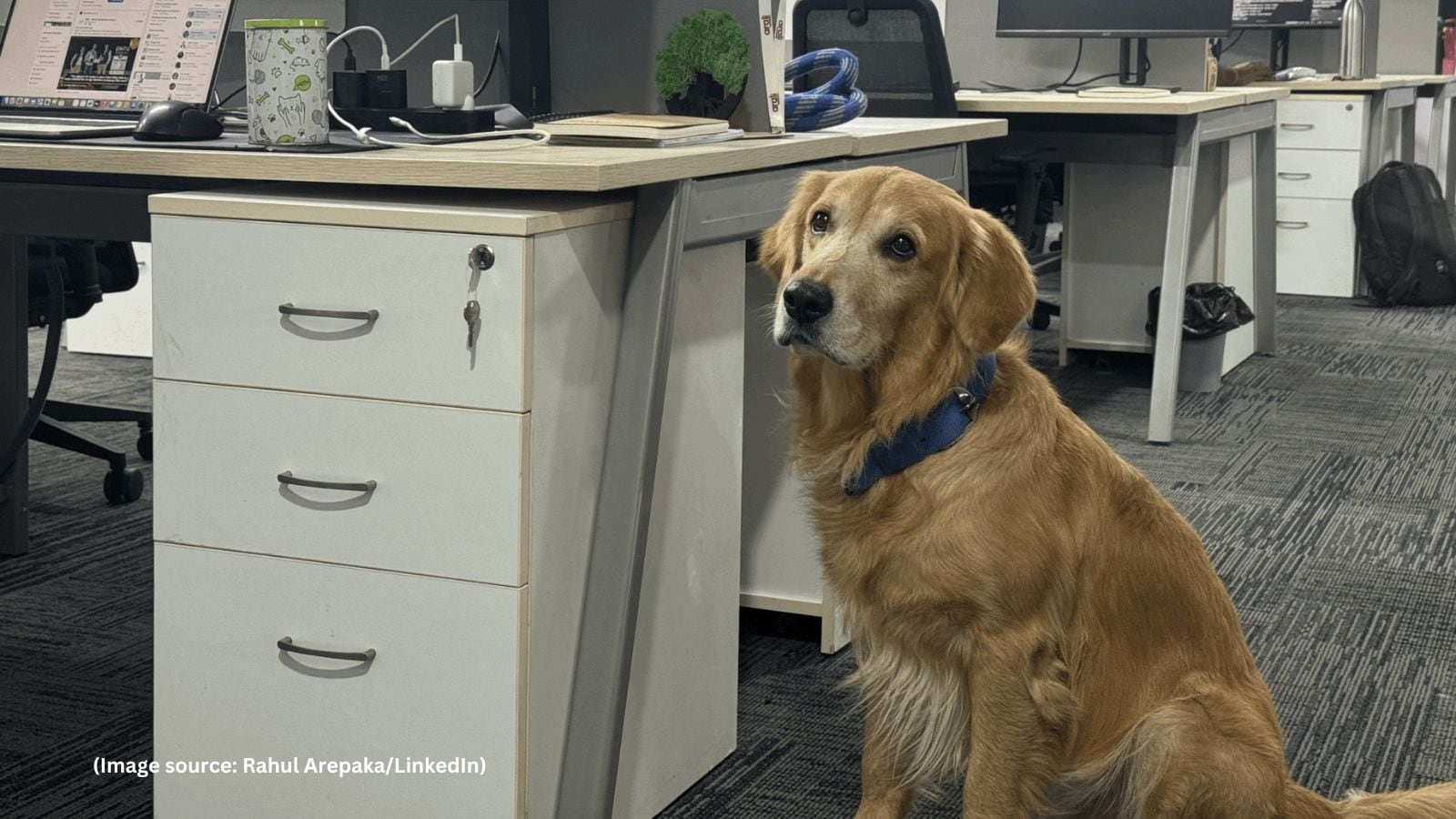Hyderabad tech startup appoints golden retriever as chief happiness officer: ‘He just shows up, steals hearts…'