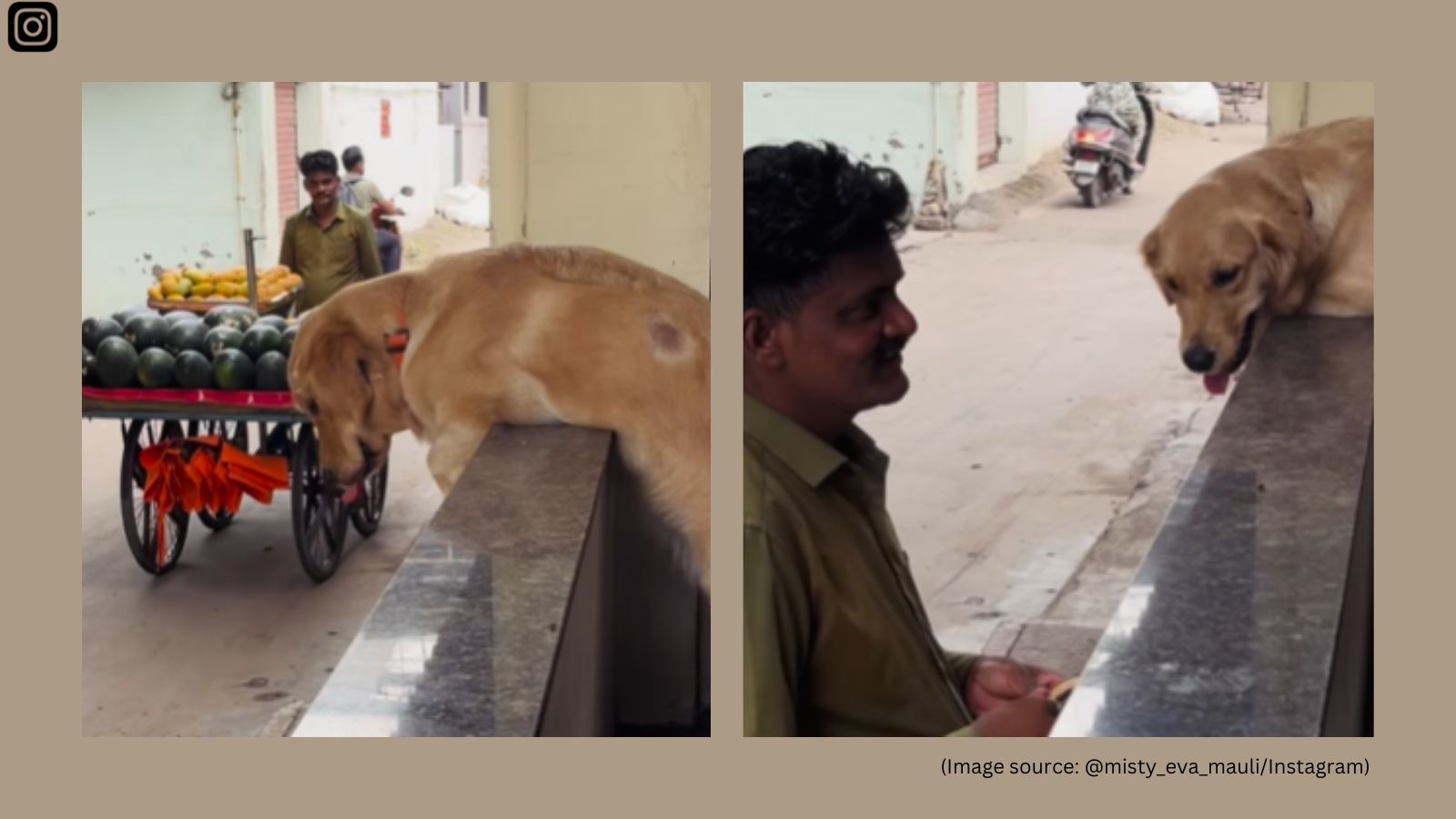 Golden retriever's ‘daily morning routine' with fruit vendor wins the Internet's heart: ‘Fruit tax collector'