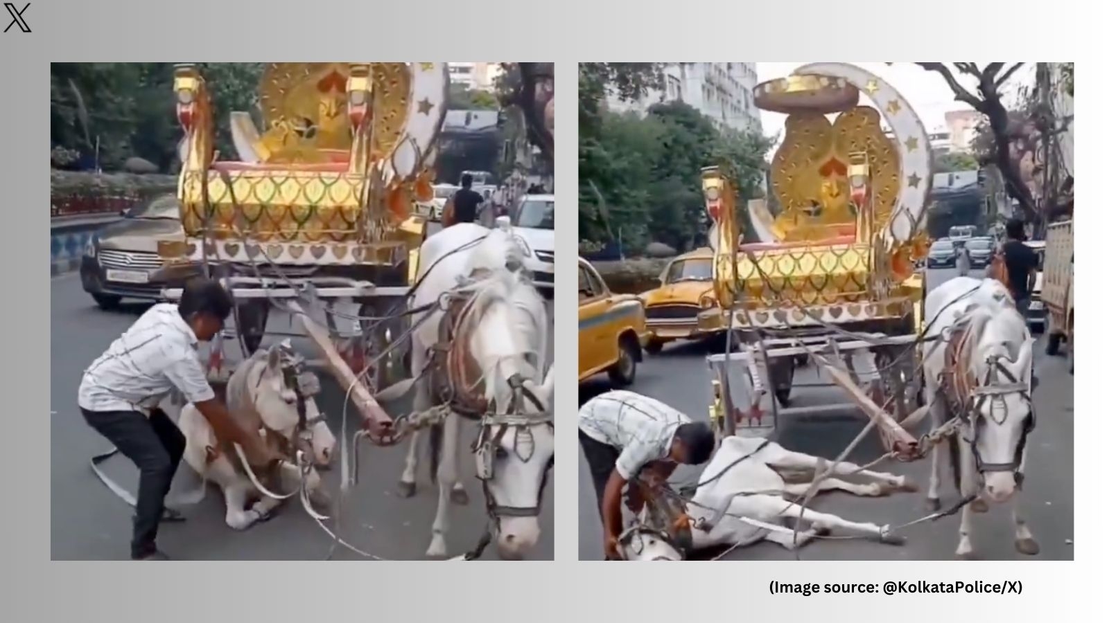 Video of horse collapsing on Kolkata streets while pulling carriage goes viral, Pooja Bhatt urges CM Mamata Banerjee to intervene: ‘Heartbreaking'
