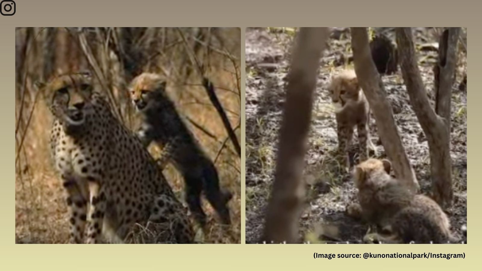 On Mother's Day, Kuno National Park in MP shares heartwarming video of new Cheetah moms, cubs. WATCH