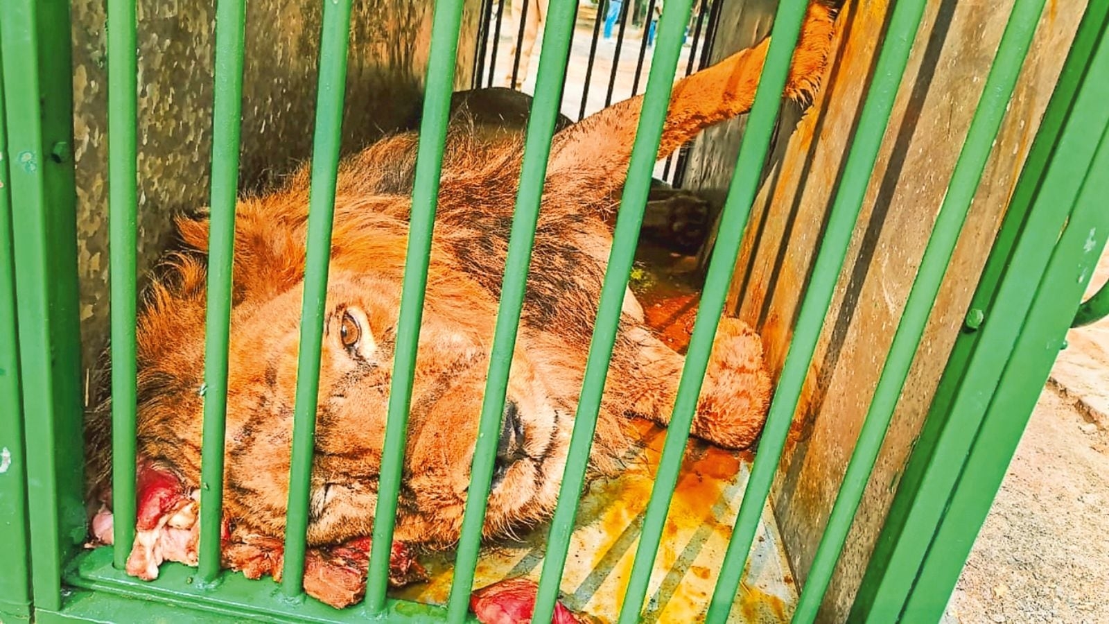 Lion dies at Kanpur zoo, officials say was ‘under treatment for infections'
