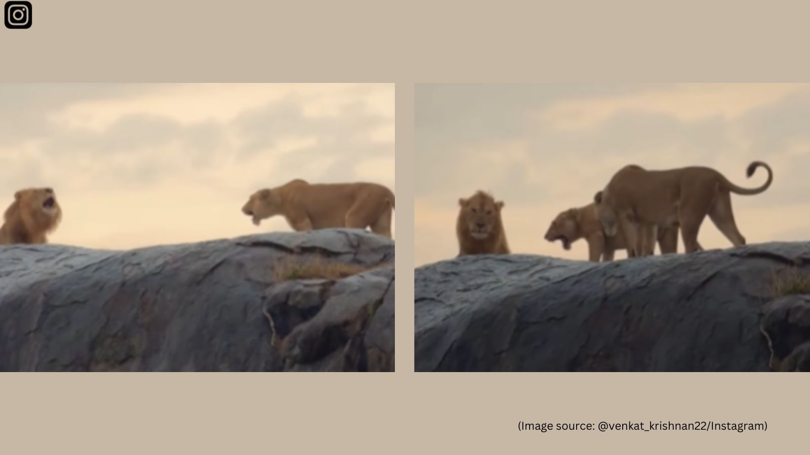 Male lion stalks cubs; what the mother lioness does next leaves Internet in awe: ‘No greater warrior than a mother'