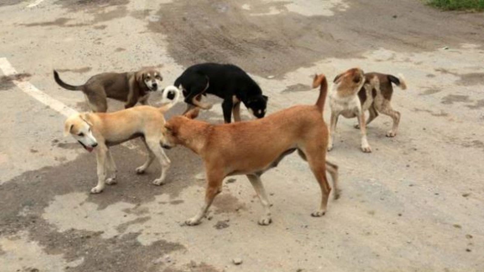 Chinese woman adopted stray dogs. Then, she cooked and ate them, posted videos