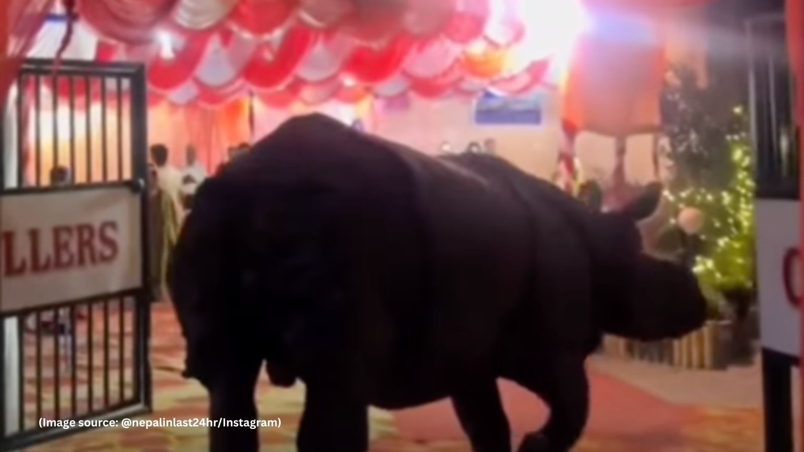 ‘Wild card entry': Rhino crashes wedding venue in Nepal, video goes viral