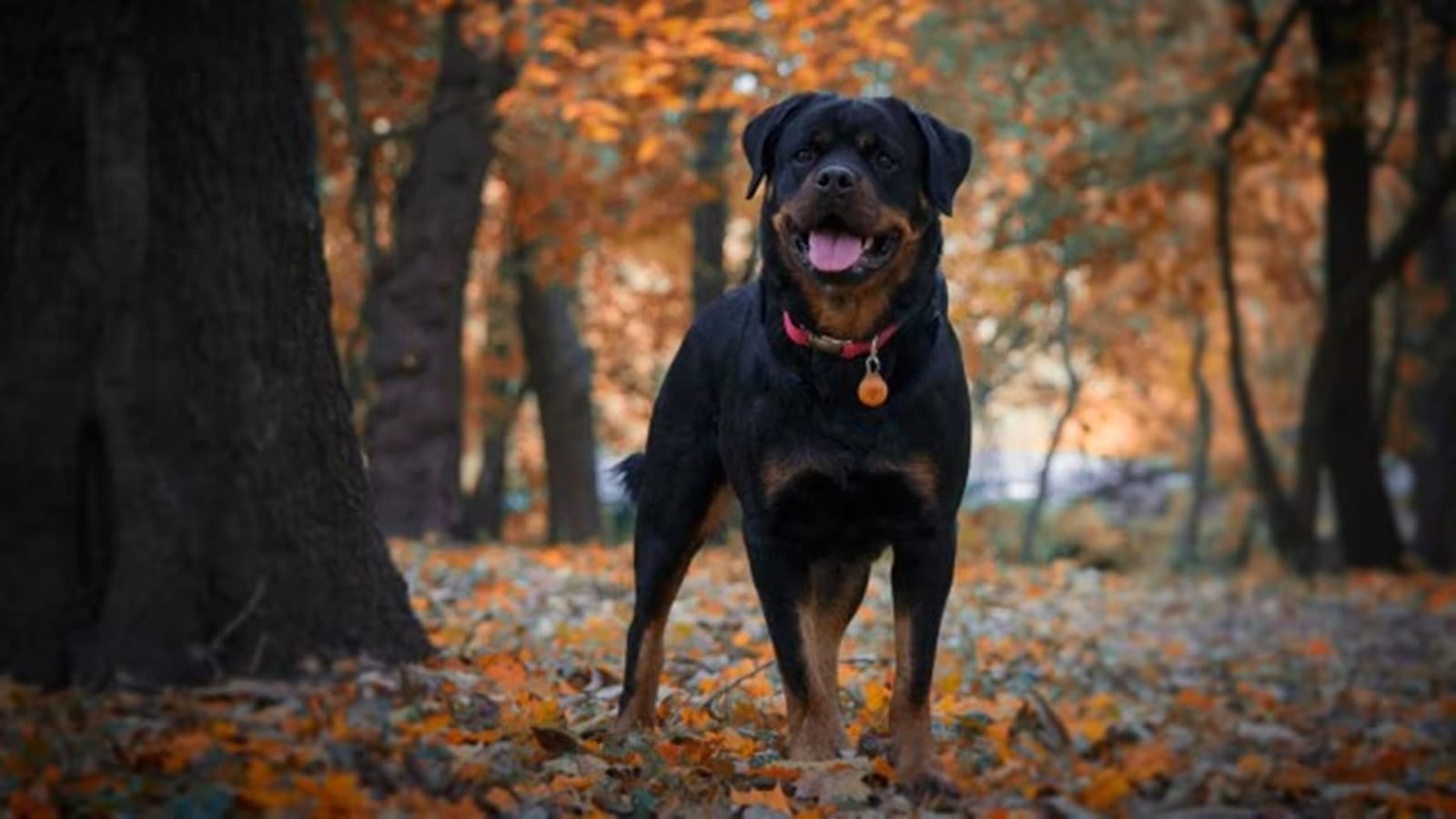 Rottweiler attack spurs pet registration in Ahmedabad, 630 recorded in two days – more than double of last month