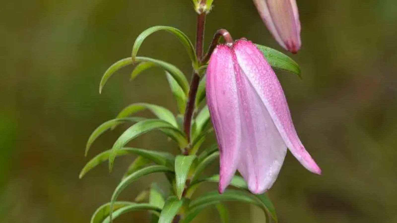 In Manipur, famed Shirui Lily festival becomes first real test of normalcy