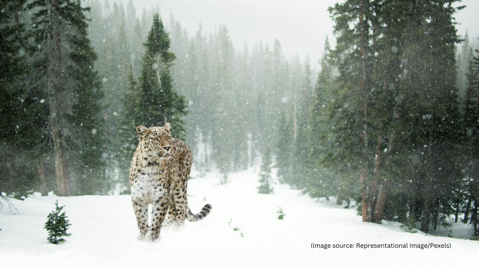 ‘Ghost of the mountains' caught on camera: Travellers in Spiti Valley spot rare snow leopard strolling on road
