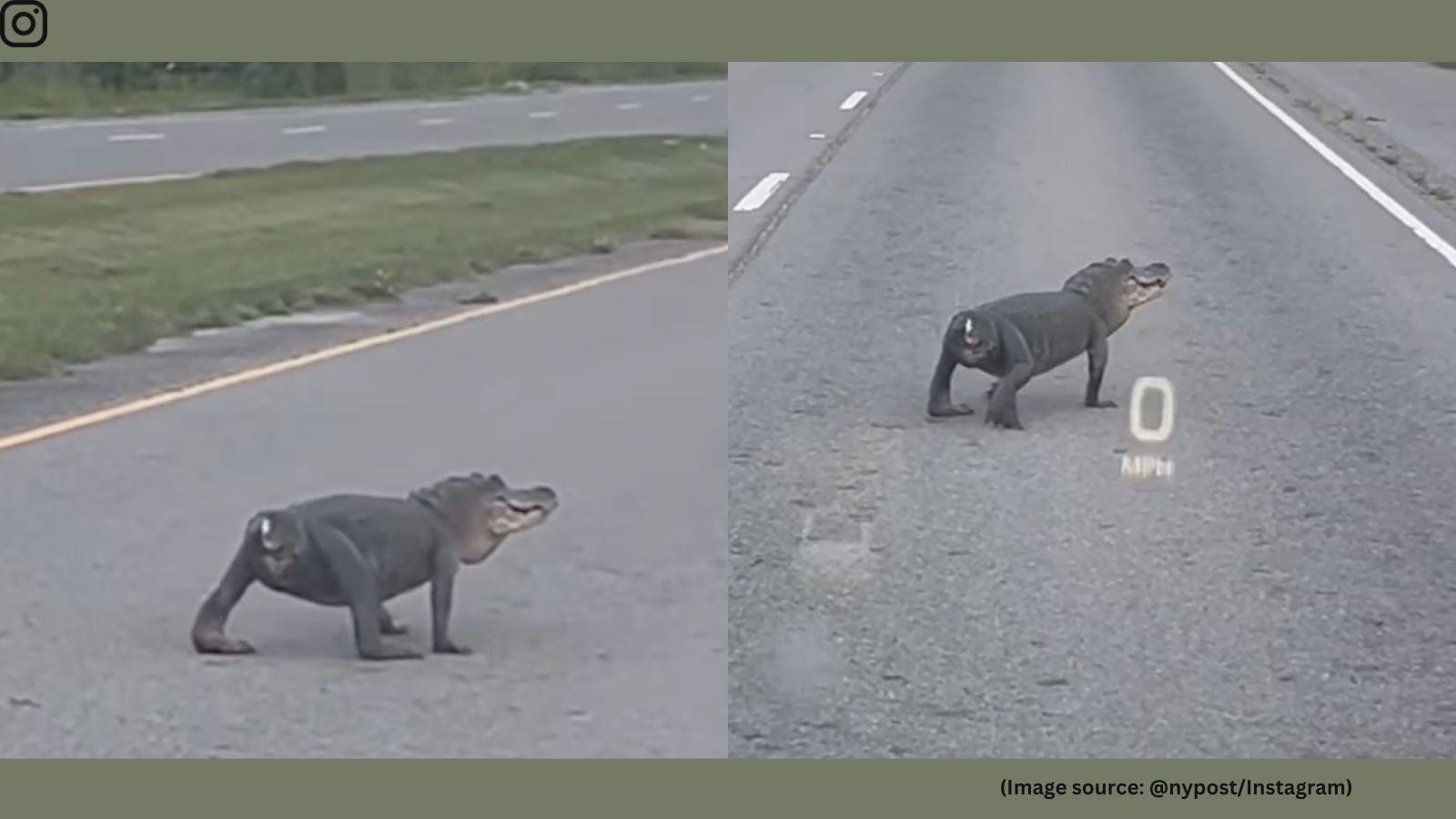 ‘So sad': Tailless alligator crosses road, the Internet can't look away