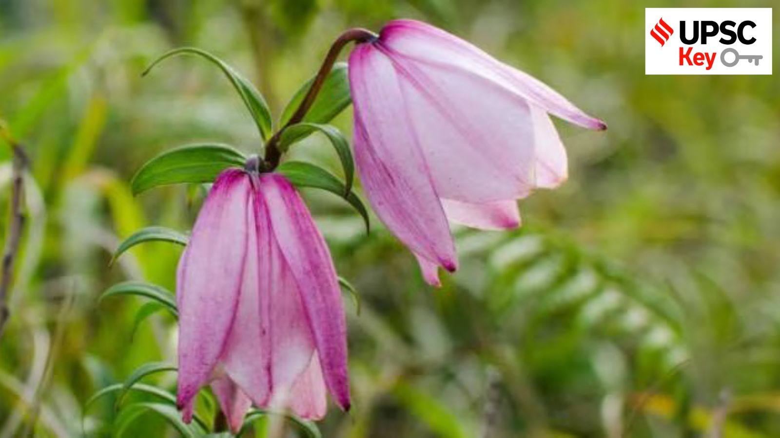 UPSC Key: Steady State Theory, Shirui Lily festival, and India-UK FTA