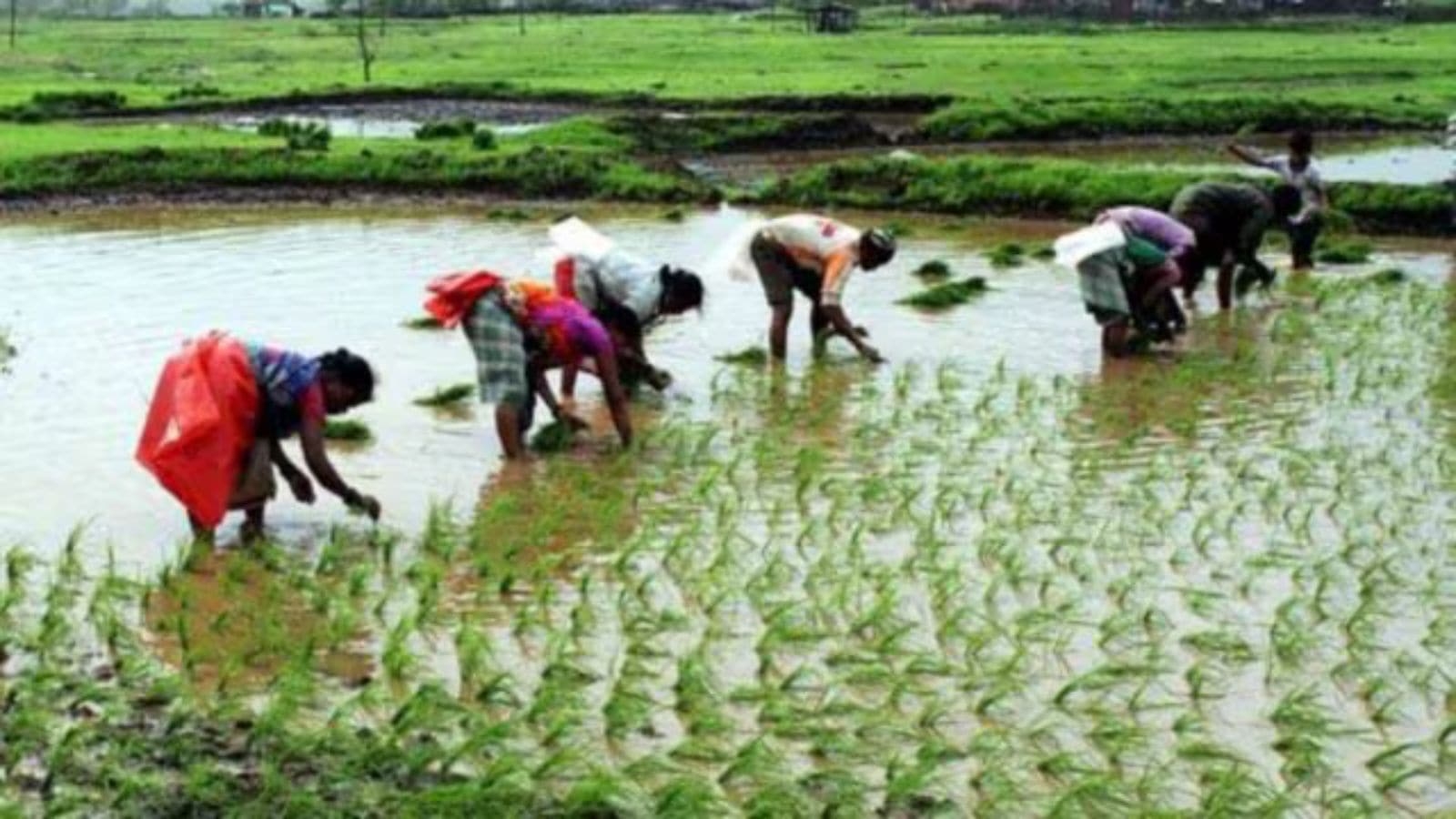Experts to farmers: Punjab's draft agri policy gets universal thumbs up