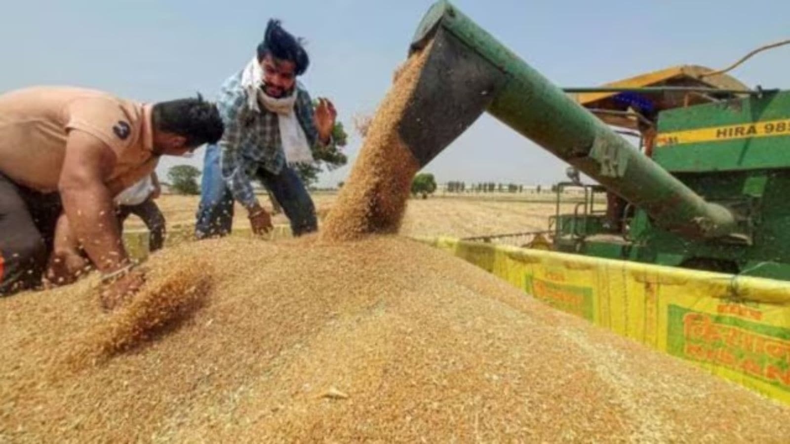 Despite record production, government wheat procurement in Punjab falls short of 2024 figures